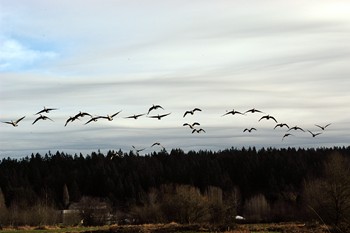 zzzzbirds.jpg