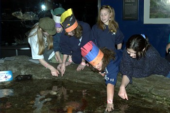 kt-bday-fish.jpg