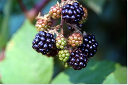 berries