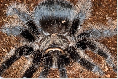 pet tarantua