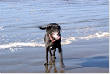 beach ellysh