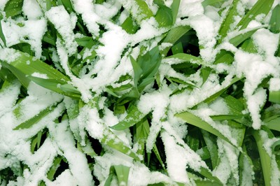 snowdayplant.jpg