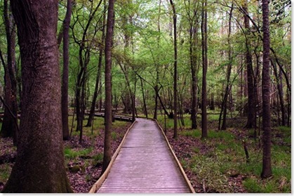 swamp1