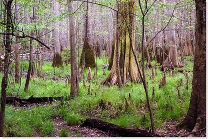 swamp2