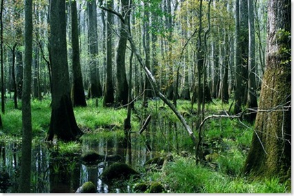 swamp3