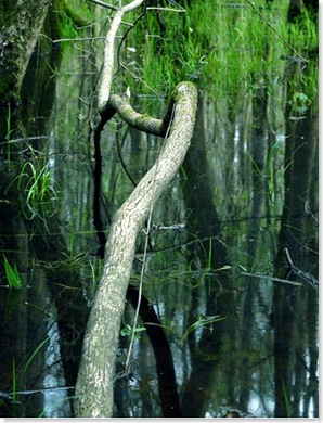 swamp4