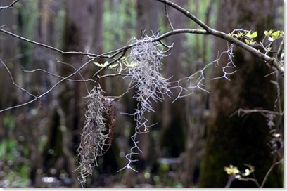 swamp5