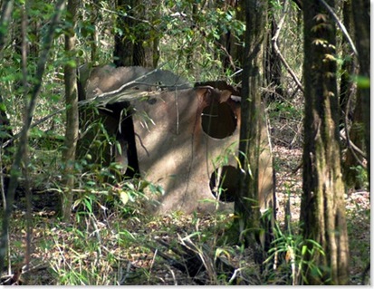 swamp6