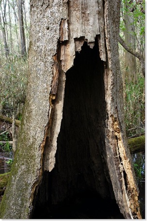 swamp7
