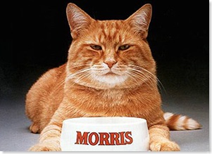Morris_the_Cat