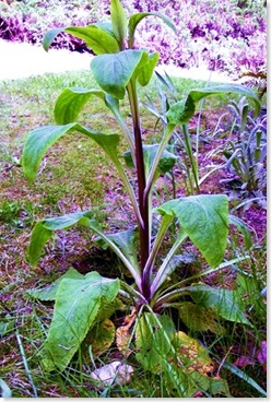 my plant