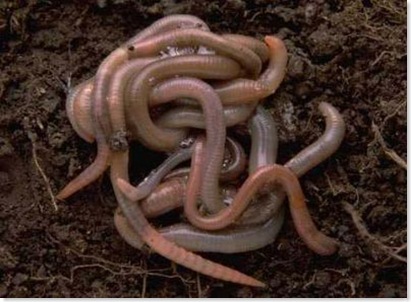 Worms
