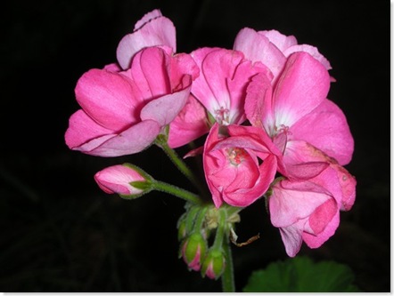 lllgeranium