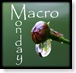 macro monday
