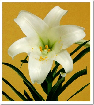 Lilly-Easter-improved
