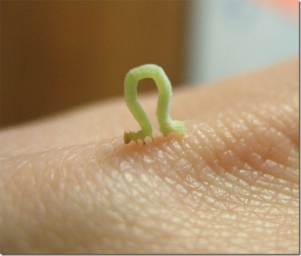 aaaainchworm