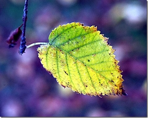 zzzzzzzleaf